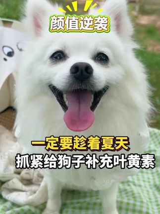铲屎官必入!眼黄金解决宠物眼部难题 当你发现猫狗眼睛不再明亮有神,有发白迹象,那可得重视起来#宠莱富 #眼黄金 #养宠好物 #科学养宠 #养宠