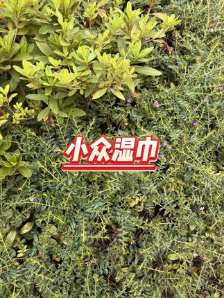 迷你湿巾  #儿童手口湿巾  #便携装  #军训必备