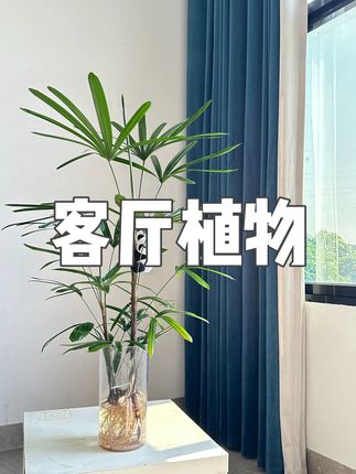 水培金山棕竹绿植净化空气室内水养可土盆栽客厅植物,#客厅植物 #棕竹绿植 #棕竹绿植盆栽 #客厅植物怎么选 #客厅植物摆放