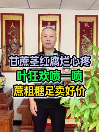 甘蔗茎红腐烂心疼叶狂欢喷一喷蔗粗糖足卖好价#增产增收才是硬道理