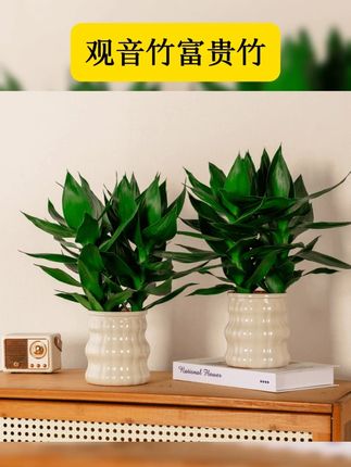 观音竹又叫富贵竹,它好看又好养,只要有水就能活,它的寓意是象征平安健康和喜乐,家里种植不但寓意好还可以净化空气,现在很划算 #观音竹 #爱生活爱养花 #室内绿植 #水培植物 #观音竹富贵竹 富贵竹观音竹水培绿植好养室内养护简单卫生好养活
