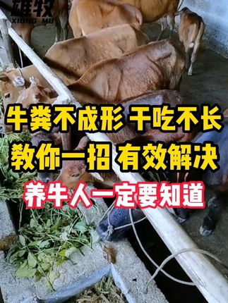 牛只吃不长怎么办 #养殖 #养牛 #养牛人 #养牛技术 #农村养牛