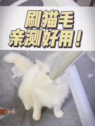 猫毛解决方案,我们是专业的,你们不试试吗?