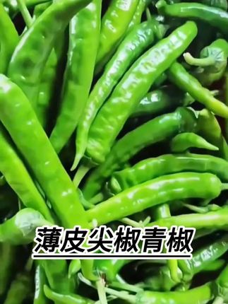 太划算了#辣椒 #薄皮辣椒 #产地直发 #超划算超便宜