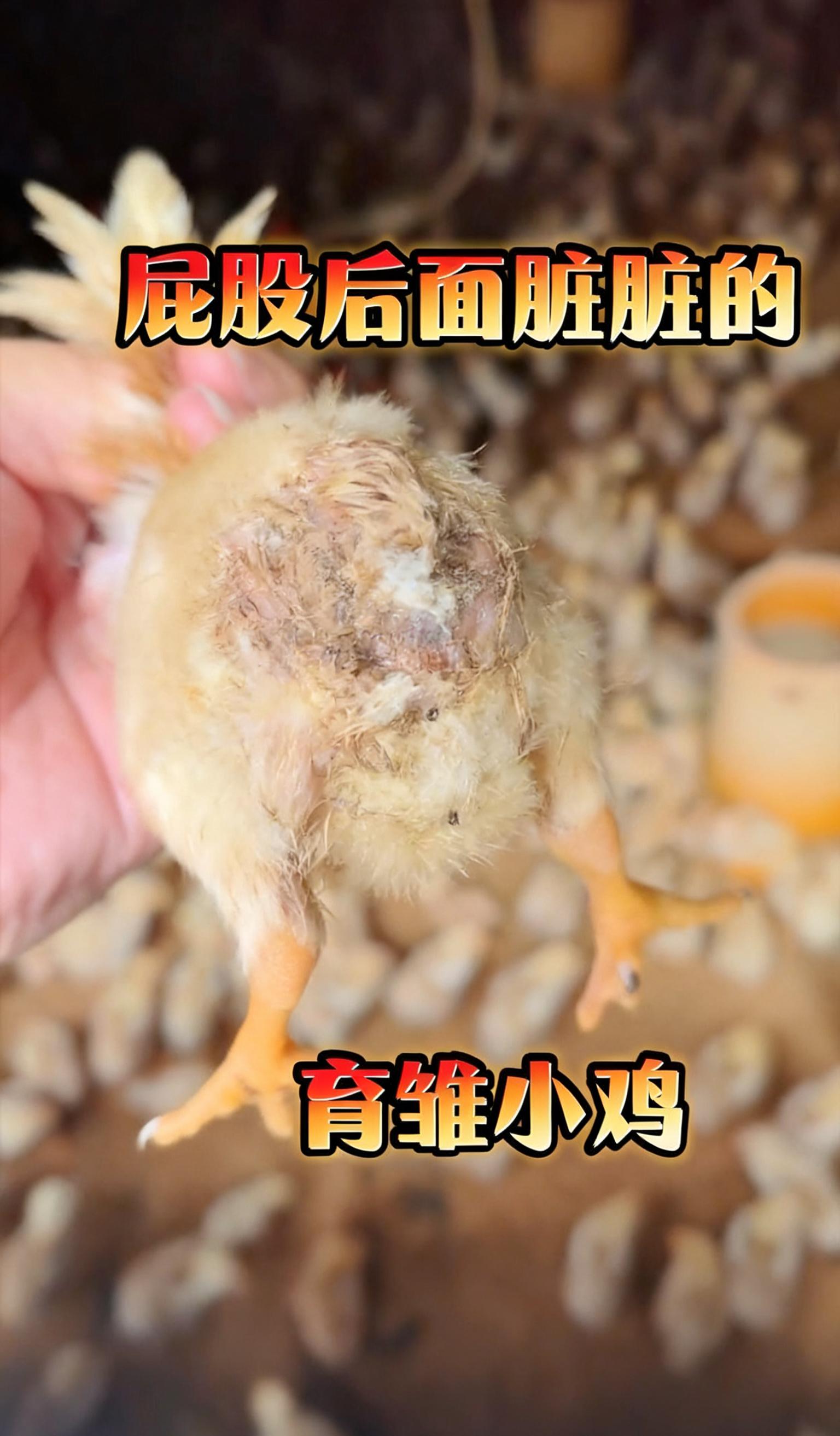 鸡拉稀怎么办,同款问题。#鸡病防治。