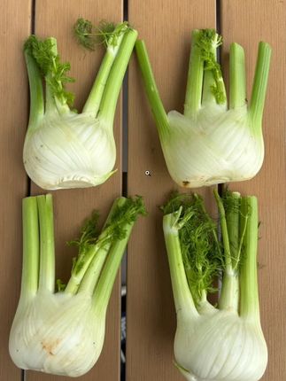 球茎茴香种子