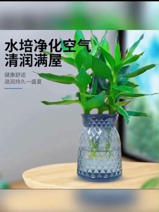 观音竹买一送一才不到10块钱????还送2个花盆吗?