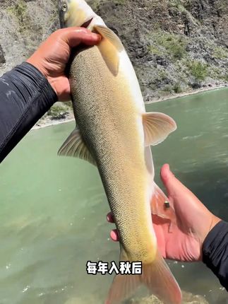 秋季钓雅鱼就用这个北禾雅鱼浓腥溪流饵,现在新品上市活动给力,千万不要错过#溪流钓#钓雅鱼#雅鱼饵料#钓鱼人#爱生活爱钓鱼