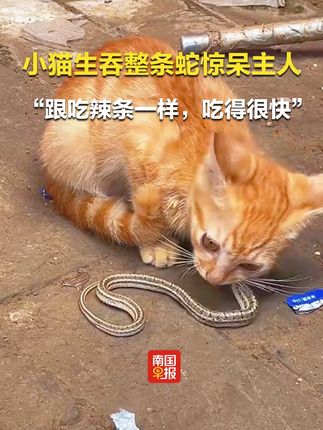 小猫生吞整条蛇惊呆主人,“跟吃辣条一样,吃得很快”#猫 #蛇 #动物 #河北