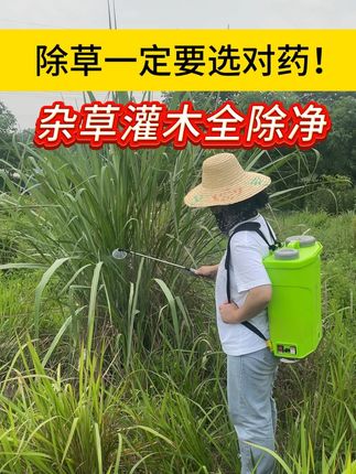 除草一定要选对药!杂草灌木3年全除净 #三农 #热点 #环嗪酮 #环嗪酮除草剂 #除草剂
