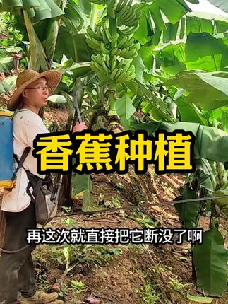 香蕉种植 #香蕉种植技术 #香蕉种植 #香蕉管理 #香蕉 #种香蕉