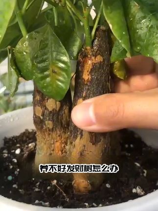发财树黄叶掉叶烂根,给它浇这种水很快爱冒新芽叶子绿出油!#绿植花卉 #种植小技巧