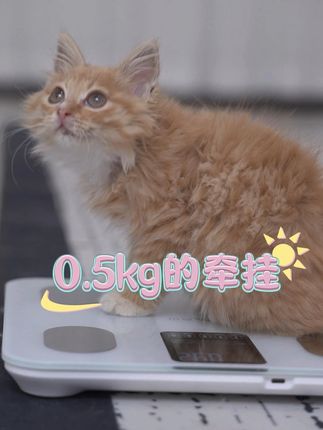 主子体重0.1g变化都逃不过 香山宠物秤:分度值0.1g精度。幼宠奶量|成犬减脂|病宠用药。APP同步记录成长曲线。🐱 布偶/英短|🐶 泰迪/金毛全适配。超重智能提醒+健康报告生成,科学养宠必备神器!#萌宠好物 #香山衡器 #宠物电子秤 #宠物秤 #香山体脂秤 @香山健康好生活 @抖音创作小助手 @DOU+小助手 @抖音创作灵感