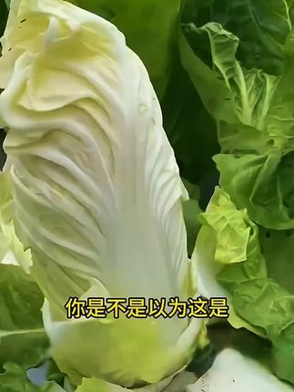四季快菜种子