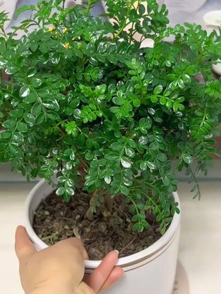 精品(老桩)清香木50厘米以上胡椒木盆栽好养室内花卉四季常青#清香木 #清香木盆景 #花卉绿植 #室内绿植 #爱生活爱养花