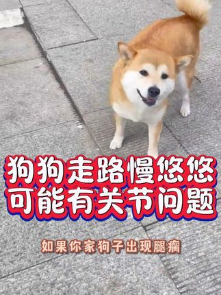 #狗狗关节炎#狗狗一瘸一拐#老年犬#狗狗腿瘸#狗狗关节养护