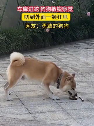 正宗酸甜苹果蕉#香蕉 #优质农产品 #产地直发 #软糯香甜 #抖音助农