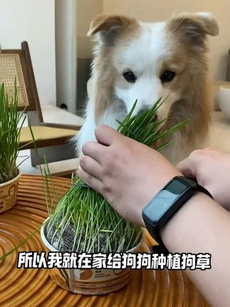 吃草可以帮助肚肚友好,两个都要抢着吃 #种猫草 #萌宠出道计划 #猫草 #拉布拉多 #狗是人类最忠诚的朋友