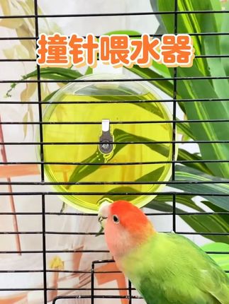 千万别等鹦鹉渴s了,才知道鹦鹉夏天需要大量的喝水!#鹦鹉喂水器 #鸟水壶 @DOU+上热门