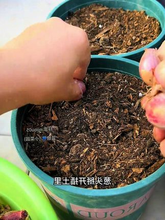 红葱火葱种植有小技巧,你学会了吗? #种植小技巧