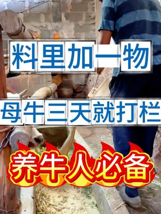 料里加一物,母牛三天就打栏 #养殖 #养牛 #养牛人 #繁殖母牛 #牛羊养殖