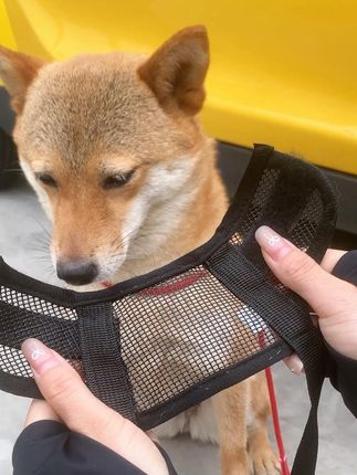 不要给我硬抗,外出不带嘴套,你没有资格养狗!#狗狗 #狗嘴套 #防咬防乱吃嘴套 #萌宠好物