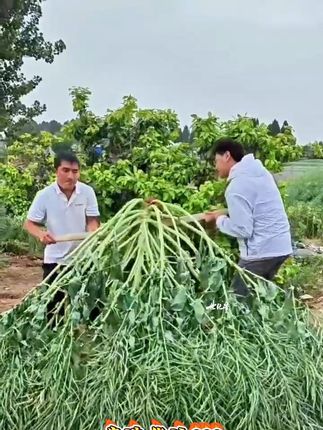 产量好又抗冻的好油菜!就是华油999!#世纪星旗舰店 #油菜籽 #美好中国丰收季 #中国农民丰收节
