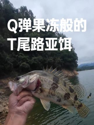 Q弹果冻般的T尾路亚饵 #易上T尾 #路亚饵推荐