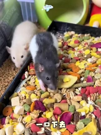 花枝鼠混合主粮马祖瑞土豪粮仓鼠谷物肉类蔬菜营养膨化 #花枝鼠粮 #马祖瑞配方 #500g混合粮 #谷物肉类配比 #营养膨化粮
