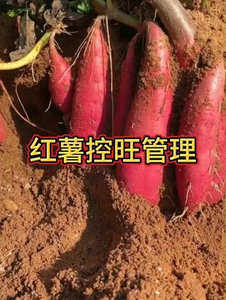 红薯控旺管理技巧,一定要收藏哦