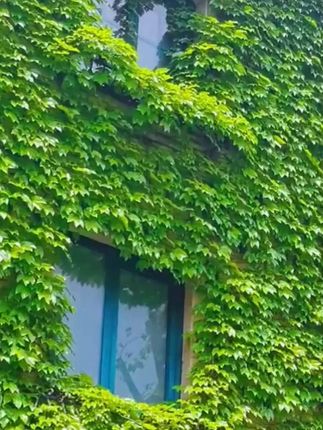 #爬山虎 又叫爬墙虎,葡萄科植物,种在院子里,一棵就能爬满墙,小院秒变绿野仙踪,满墙的绿叶随风摇曳,像是会跳舞的墙面,即美观又能遮阳隔热,秋天叶子还会随着温度的变化而变红,非常的喜庆壮观!, #花卉绿植 #绿意盎然 #庭院景观 #绿野仙踪