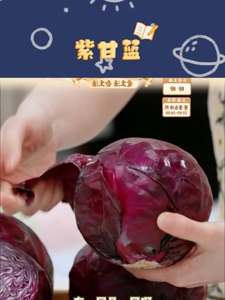 云南紫包菜紫甘蓝农家蔬菜脆嫩爽口沙拉菜紫甘蓝新鲜新鲜紫甘蓝#紫甘蓝 #云南紫甘蓝 #蔬菜 #农家蔬菜 #包菜