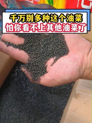 千万别多种这个油菜,怕你看不上其他油菜了 #2025年高产油菜种子 #油菜增产增收 #三农