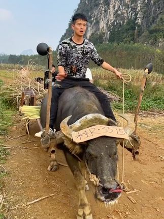 蒲家乐🔥三档起步