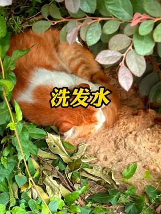 #洗发水推荐 #洗发水 #煤焦油洗剂 #煤焦油洗发水 #止痒洗发水 煤焦油洗剂洗发水凉爽头皮痘脂溢性抑护洗发液