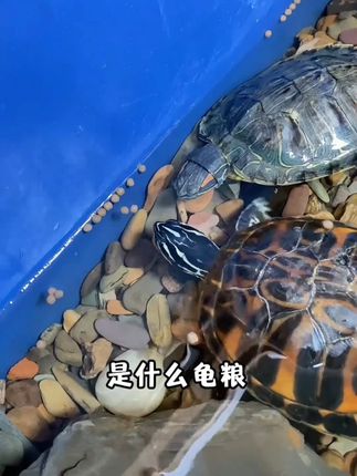 六合一高钙龟粮满足龟龟的营养需求#养龟人 #养龟日常 #乌龟喂食 #动物的迷惑行为 #养宠进阶指南