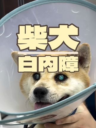 张政team宠物集诊