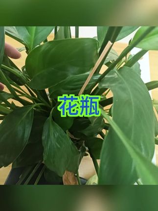 冰川纹玻璃花瓶 #轻奢设计 #高级感 #客厅装饰 #插花摆件 #家居美学