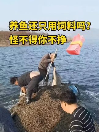 #水产养殖 #高密度养殖 #四大家鱼养殖 #水产人的辛酸 #全价肥