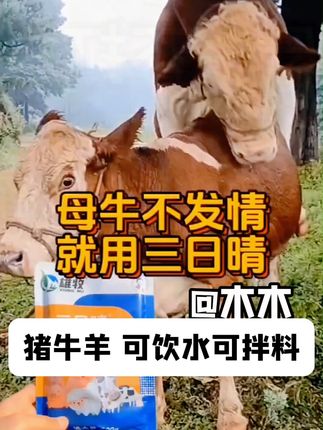 母牛 #母牛 #繁殖母牛 #母牛养殖 #牛 #母牛