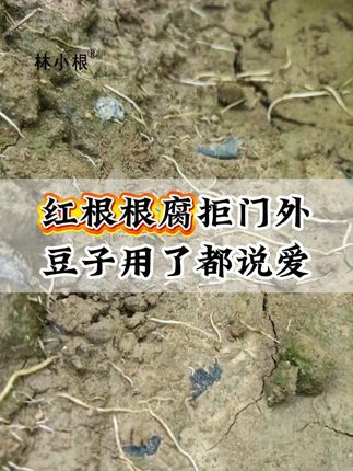 豆角黄叶、红根、烂根的预防办法 #农业种植#豆角种植#豆角高产技术