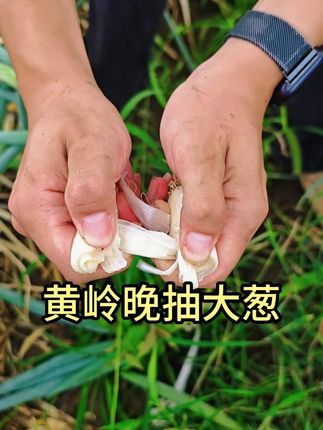 黄岭晚抽大葱,炒菜调味,煲汤食材必备,喜欢的老乡们千万不要错过。#大葱#煲汤食材#炒菜#食材新鲜