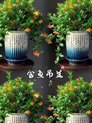 金鱼吊兰盆栽。金鱼花,一年四季常绿,不需要晒太阳,浇浇水就可以,花一开,满屋都是高档香水的味道,让人心旷神怡,养一盆,满屋飘香。他善于吸收空气中有害物质,又称活体空气净化器,他会在你睡梦中悄悄绽放,天气越热,开花越旺,关键寓意也很好,年年有余,岁岁平安。千万别看价格,我怕你打我。#金鱼吊兰 #花卉绿植 #绿植盆栽 #家庭养花