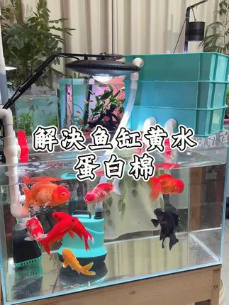 沃恒蛋白棉水族鱼缸去除黄水腥臭净水过滤材料净化水质养鱼去氨氮 #养鱼人