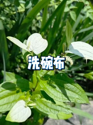 抗菌洗碗布 #不沾油 #厨房抹布 #油利除