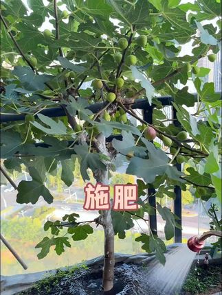 【春肥盛宴】盛花源内蒙古发酵纯羊粪有机肥土培氮磷钾活性 又来给我的瓜果蔬菜施肥啦~#一份耕耘一份收获 #自己种的纯天然的绿色蔬菜 #硕果累累的季节 #有机肥