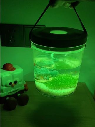 自从养鱼后都开始有牵挂了,每天下班第一件事就是来看我的小鱼 #小夜灯氛围灯 #鱼 #鱼缸 #鱼缸里的大自然 #新手养鱼