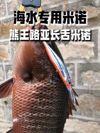 近海路亚米诺推荐:路亚石斑、海鲈、红友、海鲢! 长舌板防挂,潜水深度3米左右#路亚 #路亚海钓 #路亚红友 #路亚石斑