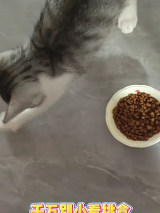 #猫粮 猫猫掉毛的挑食的看看闯荡猫粮 趁着现在活动直接囤#猫粮推荐 #宠物食品 #冻