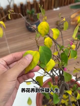 养花种菜好帮手,肥力大不烧苗,同时还能改良疏松土壤 #羊粪有机肥 #分享生活小技巧 #羊粪 #内蒙古羊粪有机肥